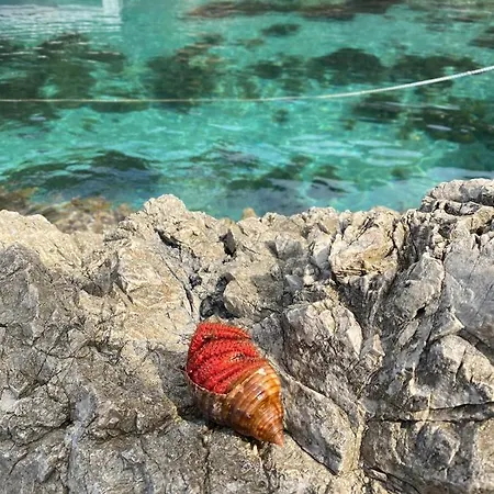 Polly With Swimming Pool Apartment Babino Polje
